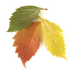 Beautiful autumn leaves isolated on white