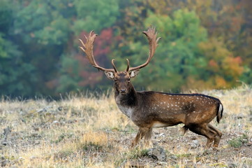 fallow deer with big horns