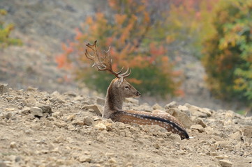 fallow deer lying on the ground