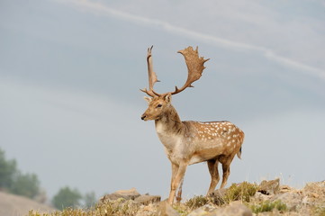 male fallow deer with big horns