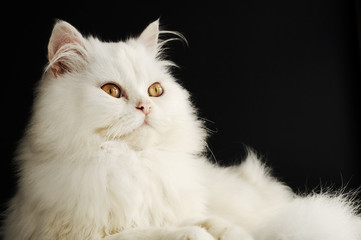 Obraz premium Adorable white Persian kitten
