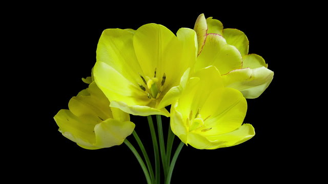 Timelapse of a bunch of yellow tulip flowers blooming on black