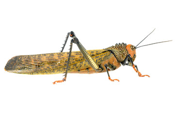 Big Locust
