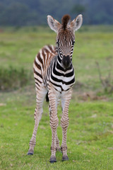 Zebra Baby