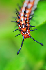 Caterpillar