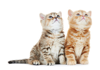 Fototapeta na wymiar Kot brytyjski krótkowłosy kitten samodzielnie
