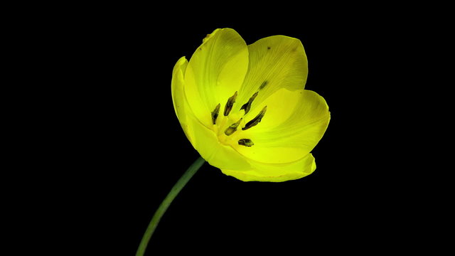 Yellow tulip flower blooming timelapse