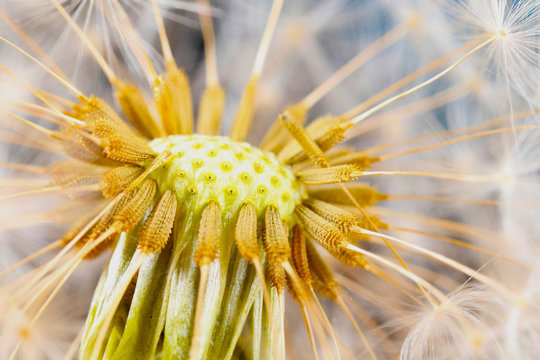 Fototapeta Pusteblume, Löwenzahn, Nahaufnahme
