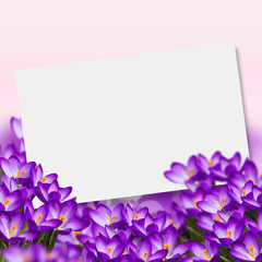 Postcard with fresh flowers crocus  and empty  place for your te
