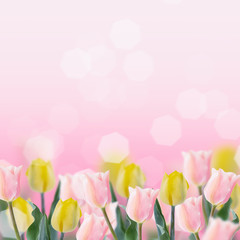 Fresh tulips on pink background.