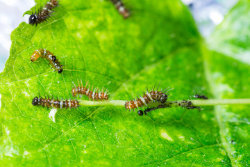 Mature larva before emerge from slough