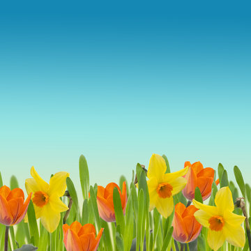 Tulips and daffodils in grass