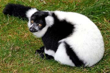 Black and White Ruffed Lemur (Varecia variegata)