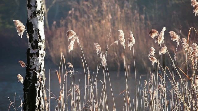 Cane and Morning Sunlight , Poland.
