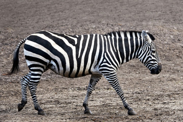Fototapeta na wymiar Grant’s Zebra (Equus burchelli boehmi)