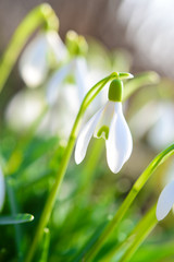 Der Frühling erwacht