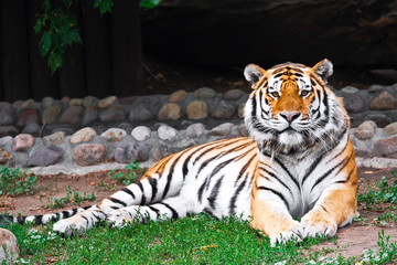 Tiger © Sailorr