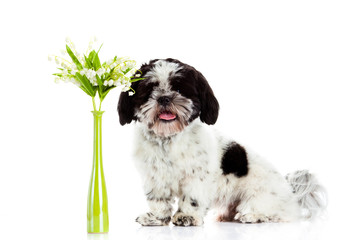 dog with lily of the valley isolated on white background. spring