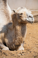 Camel