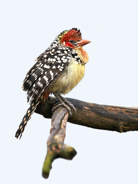 Red and Yellow Barbet (Trachyphonus erythrocephalus)