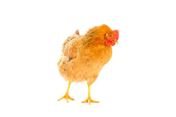 brown chicken on a white background , isolated