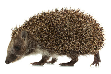 Hedgehog, isolated on white