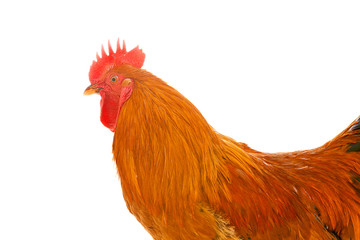 red rooster on a white background is isolated