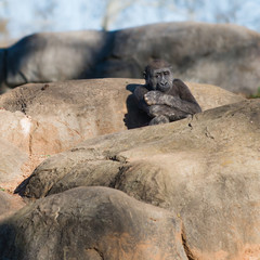 Young, lonely gorilla sitting on top of rocks
