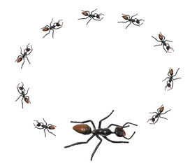 Toy Ants