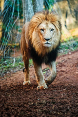 Portrait of male lion walking
