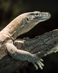 Fototapeta premium Juvenile komodo dragon perched on tree branch