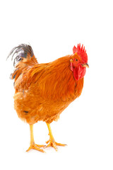 red rooster on a white background is isolated