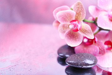Composition with beautiful blooming orchid with water drops and