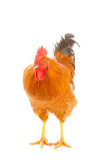 red rooster on a white background is isolated