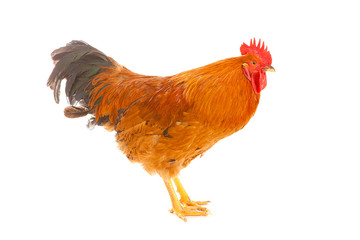 red rooster on a white background is isolated