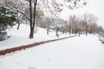 Obraz premium Empy Road and Snow in Margaret Island, Budapest