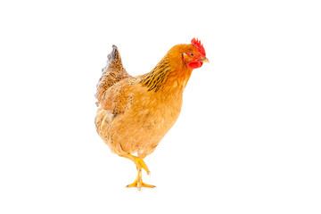 brown chicken on a white background , isolated