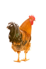 red rooster on a white background is isolated