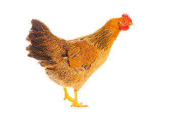 brown chicken on a white background , isolated
