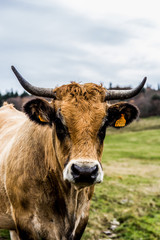 Bovin dans le Parc du Pilat