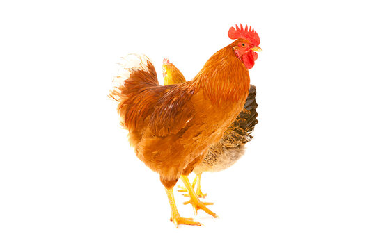 rooster and chicken on a white background, is isolated