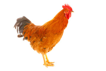 red rooster on a white background is isolated