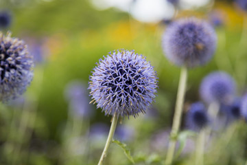 closeup of a thistle, Onopordum acanthium