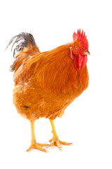 red rooster on a white background is isolated