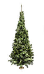 Spruce tree isolated on white