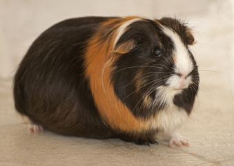 Guinea pig