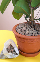 Repotting houseplants - ficus