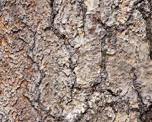 tree bark as background