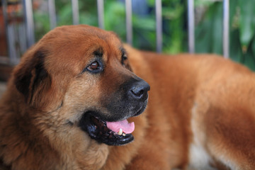 Mix breed Chow Chow