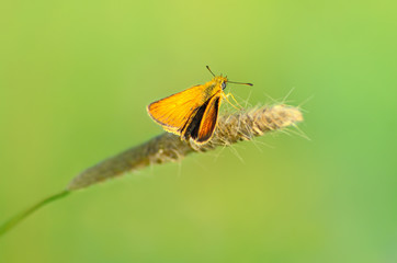 Skipper butterfly